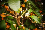 DSC00043