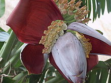 花序