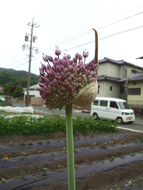 CA3H19520001