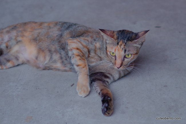 たいにゃん12
