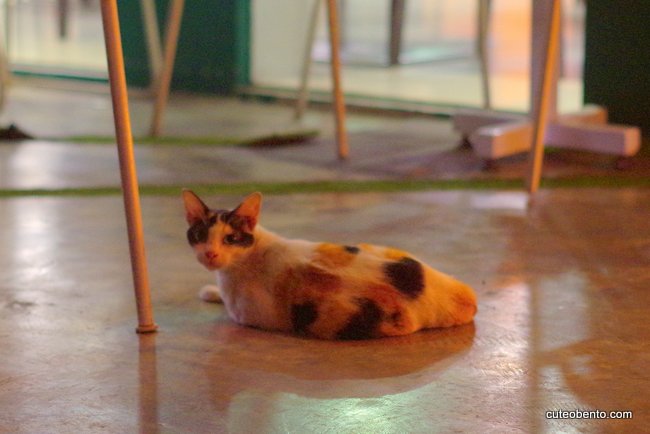 たいにゃん14