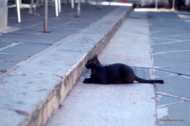 IMGP3196