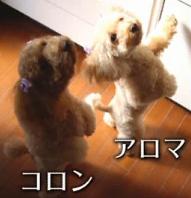 MY-cor-aro