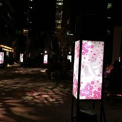 日本橋桜フェス