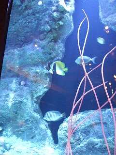 水槽正面1