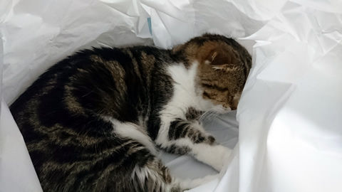 じったんの袋〜!