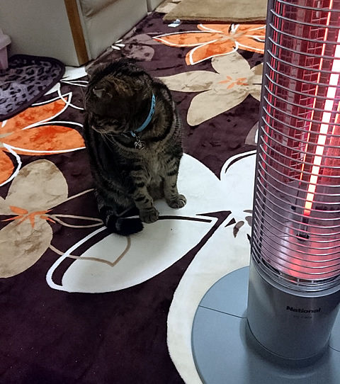 おかしいにゃ・・・