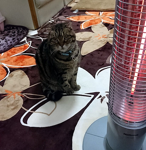 全然温かくならないにゃ・・・