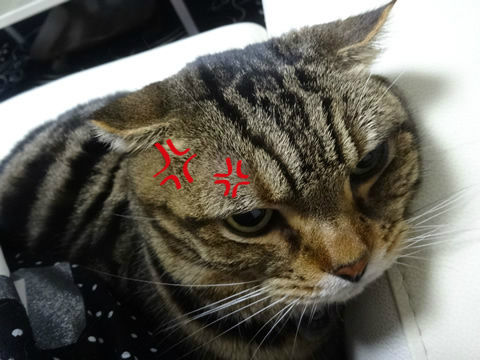 ¤»¡¢¶¹¤¤¤Ë¤ãޥޥޥ