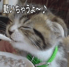 ư�����ä��󤬸����衪