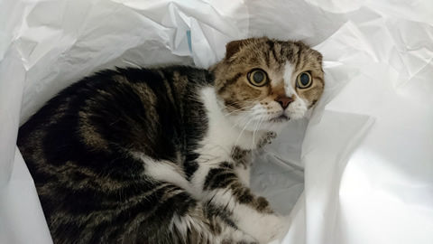 お待たせいたしました・・・