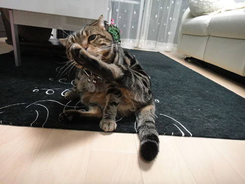 �������줪�����쎥����