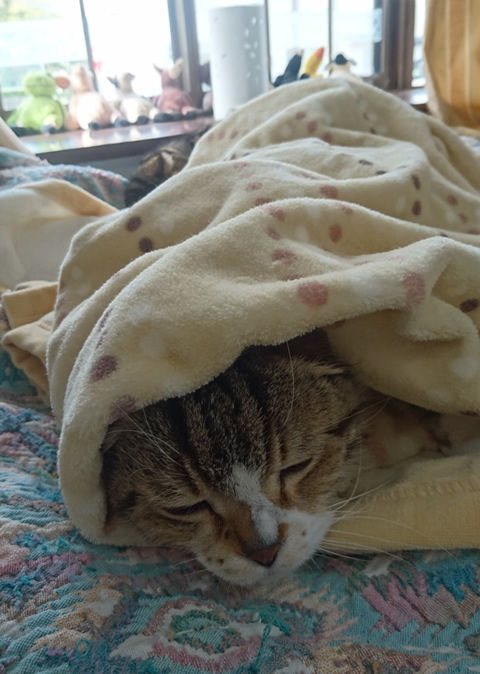 もうちょっと出しておきましょうかね・・・