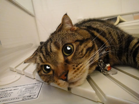 ���뤦�뎥����