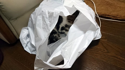 もう入ってる・・・