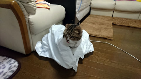 やっぱりぴったりでちゅ・・・