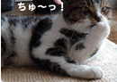 �ˤۤ�֥���¼ ǭ�֥���