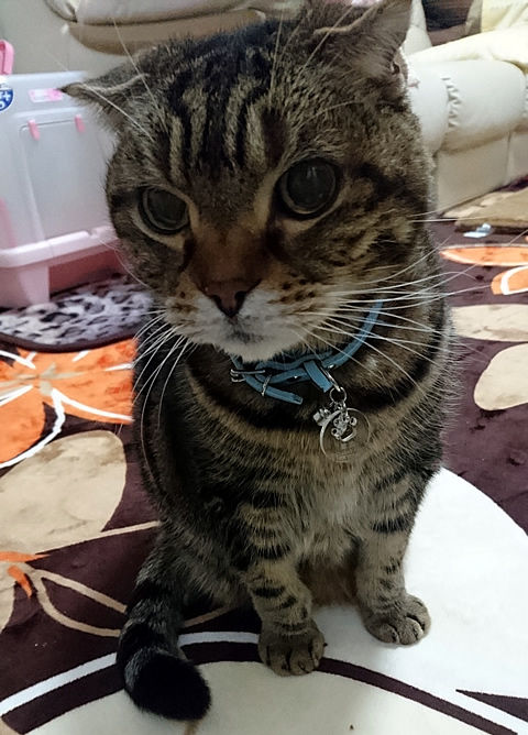 どうしてでしょうねぇ・・・