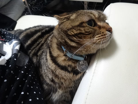 ÌÂÏÇ¤Ë¤ãŽ¥Ž¥Ž¥
