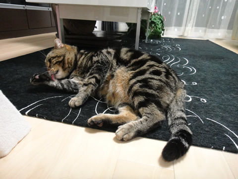 ���ä��⎥����