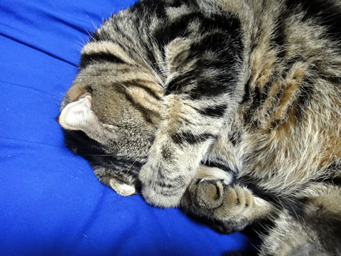�������󎥎���