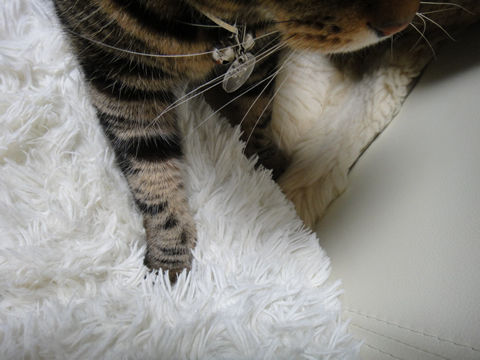 ���Υࡼ�ȥ�ˎ�����