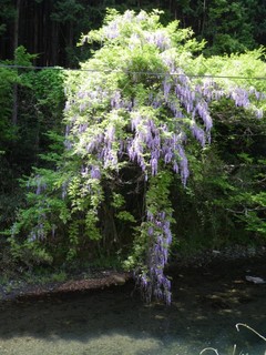 藤の花