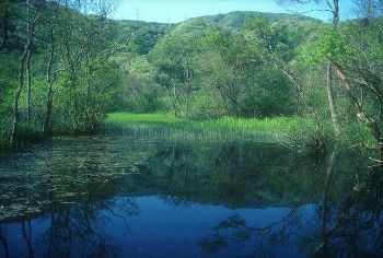 池河内自然環境保全地域
