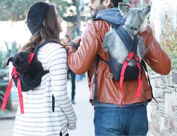 ... 犬: 犬の散歩: 道路交通法違反