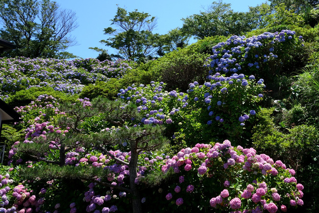 鎌倉紫陽花-002