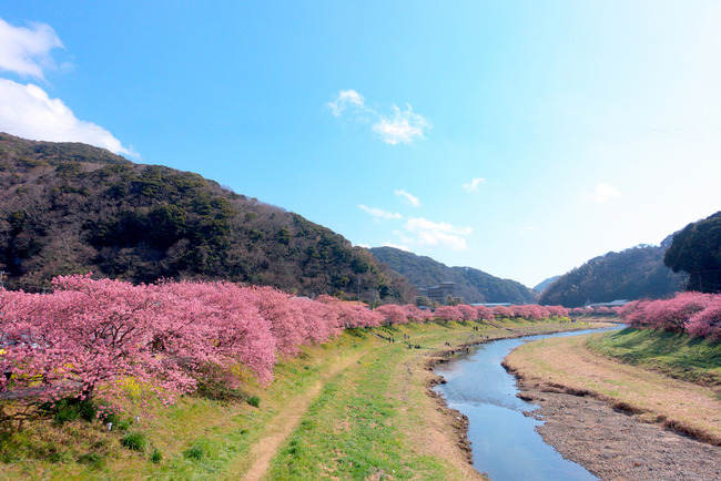 南伊豆河津桜-011