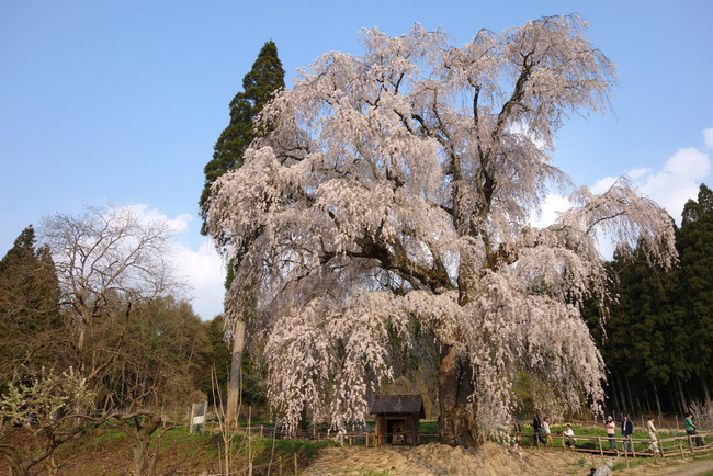 高山村しだれ桜-015