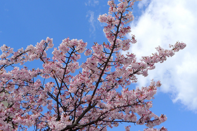 熱海桜