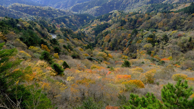椿ラインの紅葉