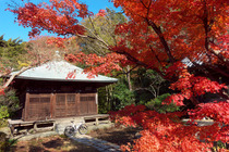 鎌倉紅葉
