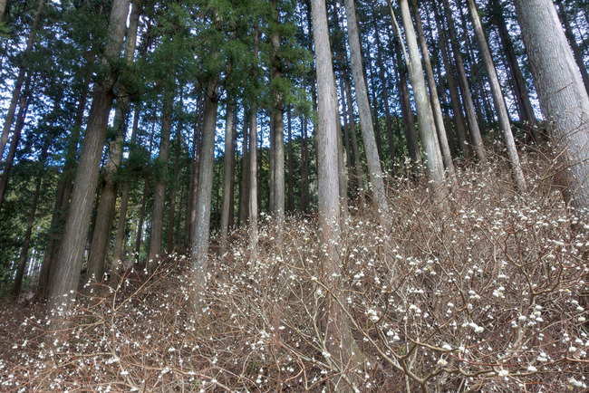 裏ヤビツ-005