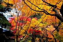 鎌倉紅葉-002