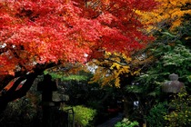 鎌倉紅葉-004