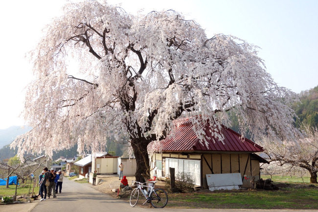 高山村しだれ桜-009