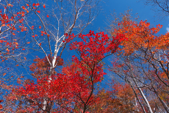 日光紅葉-010