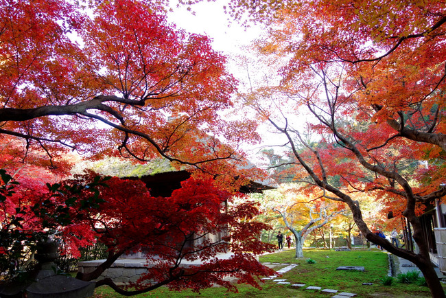 鎌倉紅葉-005