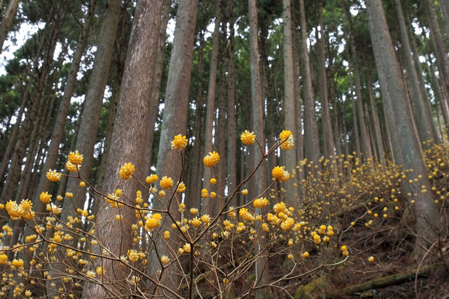 ヤビツ峠-003