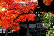 鎌倉紅葉-001