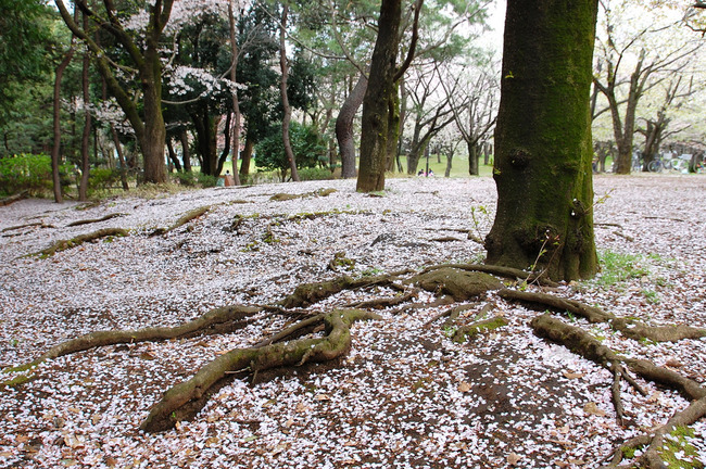 桜散る-005