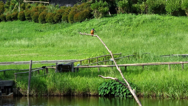 厳島湿生公園
