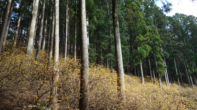 ヤビツ峠-002