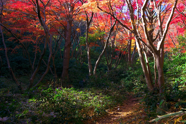 鎌倉紅葉見納め-007