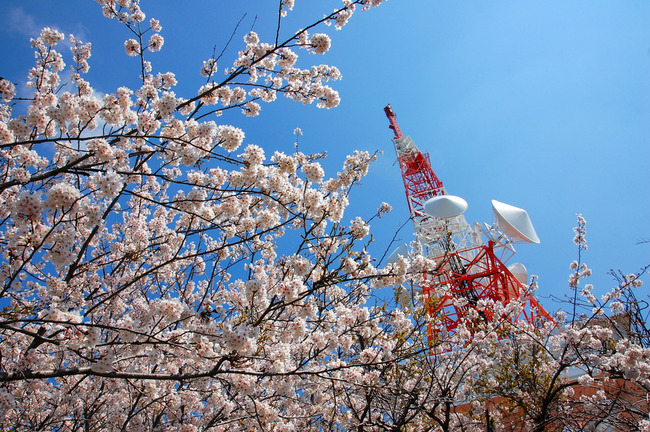 桜散る-001