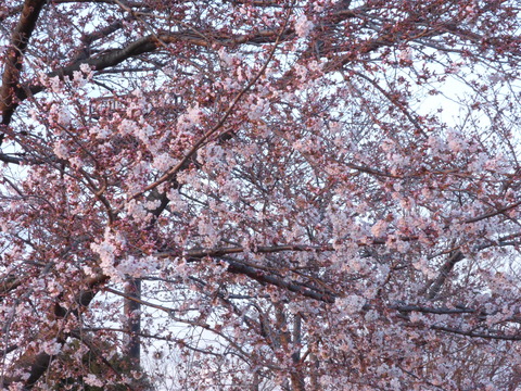 P1000005