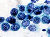 29accec4.jpg